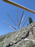 Bothriochloa ischaemum. Верхушка побега с соцветием. Дагестан, Ахтынский р-н, с. Ахты, отмель р. Ахтычай. 05.08.2024.