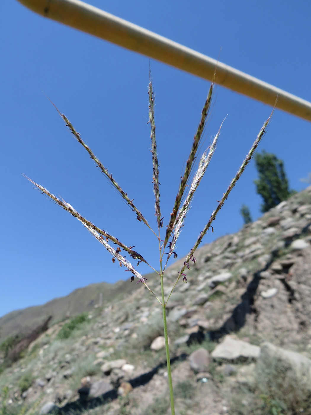 Изображение особи Bothriochloa ischaemum.