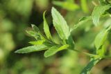 Epilobium hirsutum