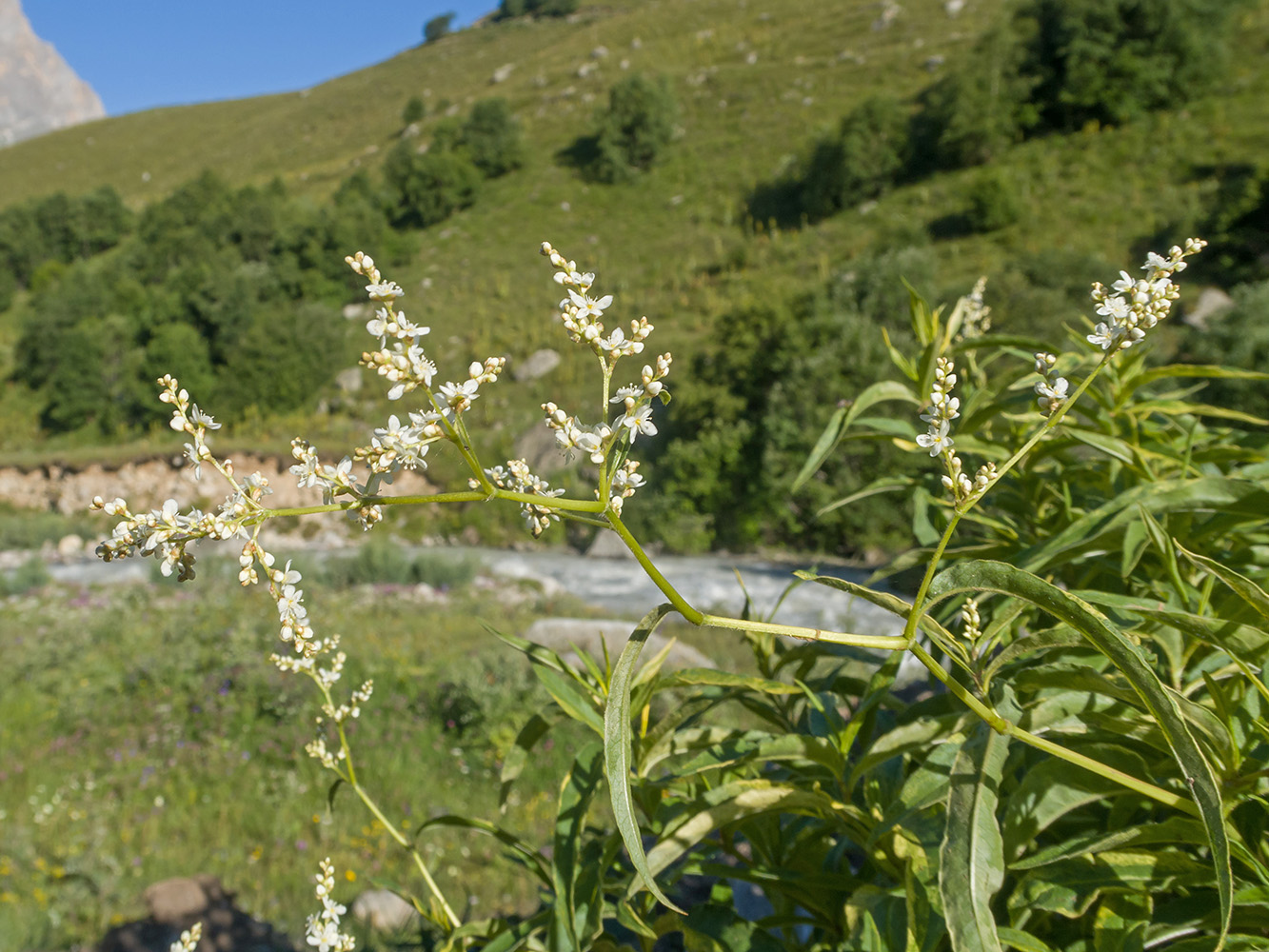 Изображение особи Aconogonon alpinum.