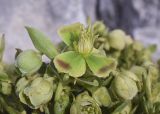 Helleborus foetidus