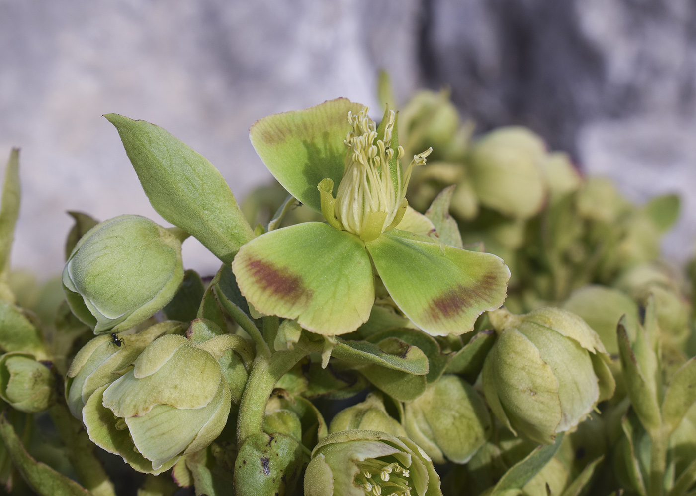 Изображение особи Helleborus foetidus.