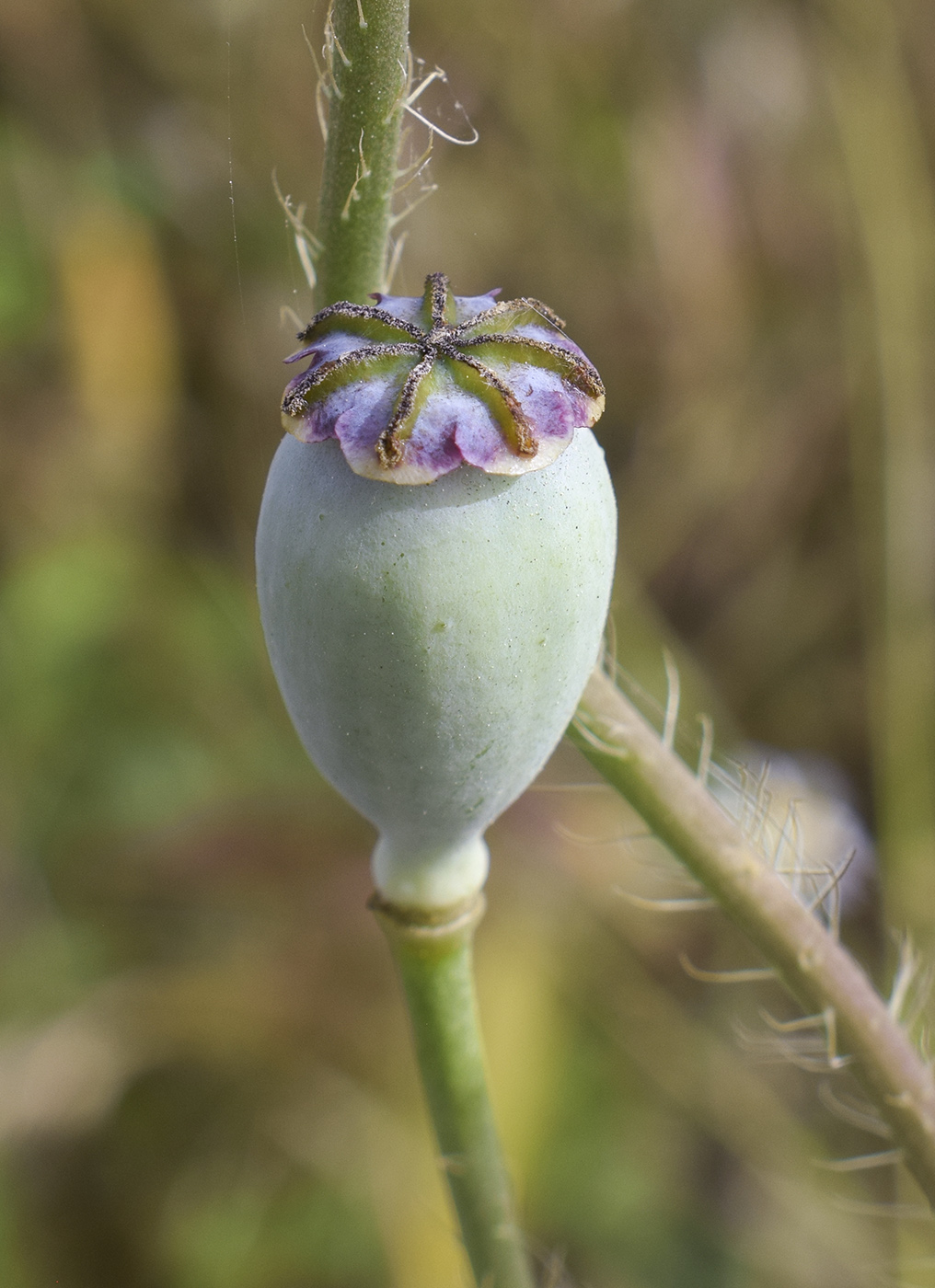 Image of Papaver somniferum specimen.