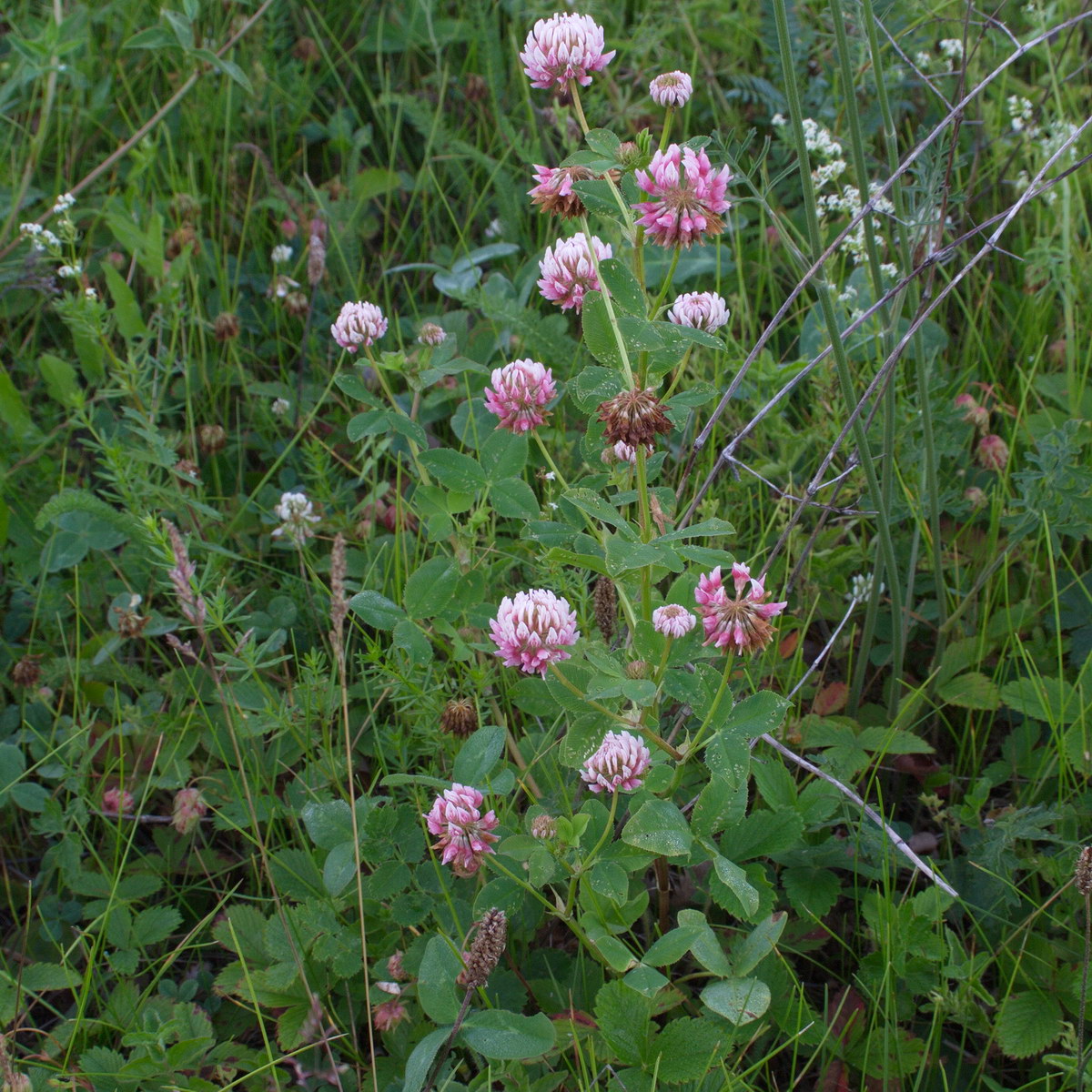 Изображение особи Trifolium hybridum.