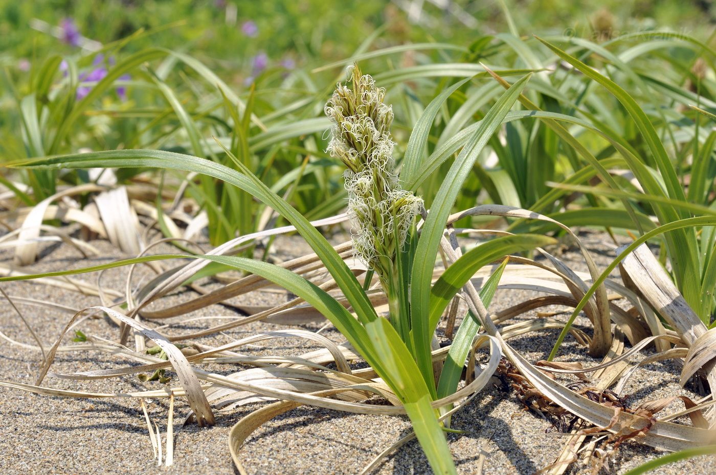 Изображение особи Carex macrocephala.