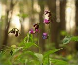 Lathyrus vernus