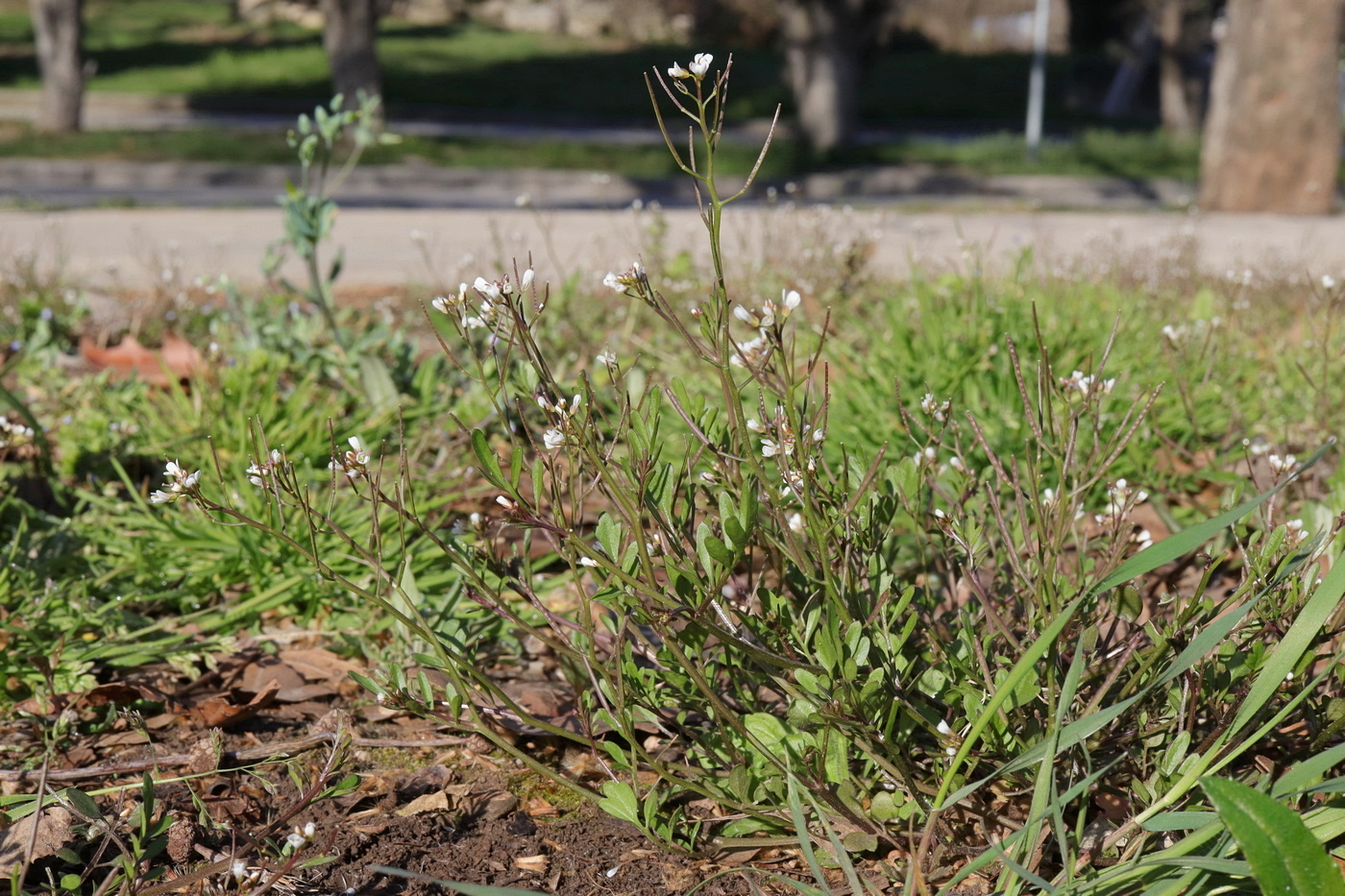 Image of Cardamine occulta specimen.