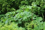 Heracleum sosnowskyi. Верхушки развивающихся генеративных побегов. Ленинградская обл., Ломоносовский р-н, дер. Гостилицы, парк усадьбы Гостилицы, дол. р. Гостилка выше Пиличного пруда, подошва склона долины, опушка широколиственного леса. 21.06.2025.