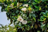 Magnolia grandiflora