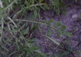 genus Centaurea
