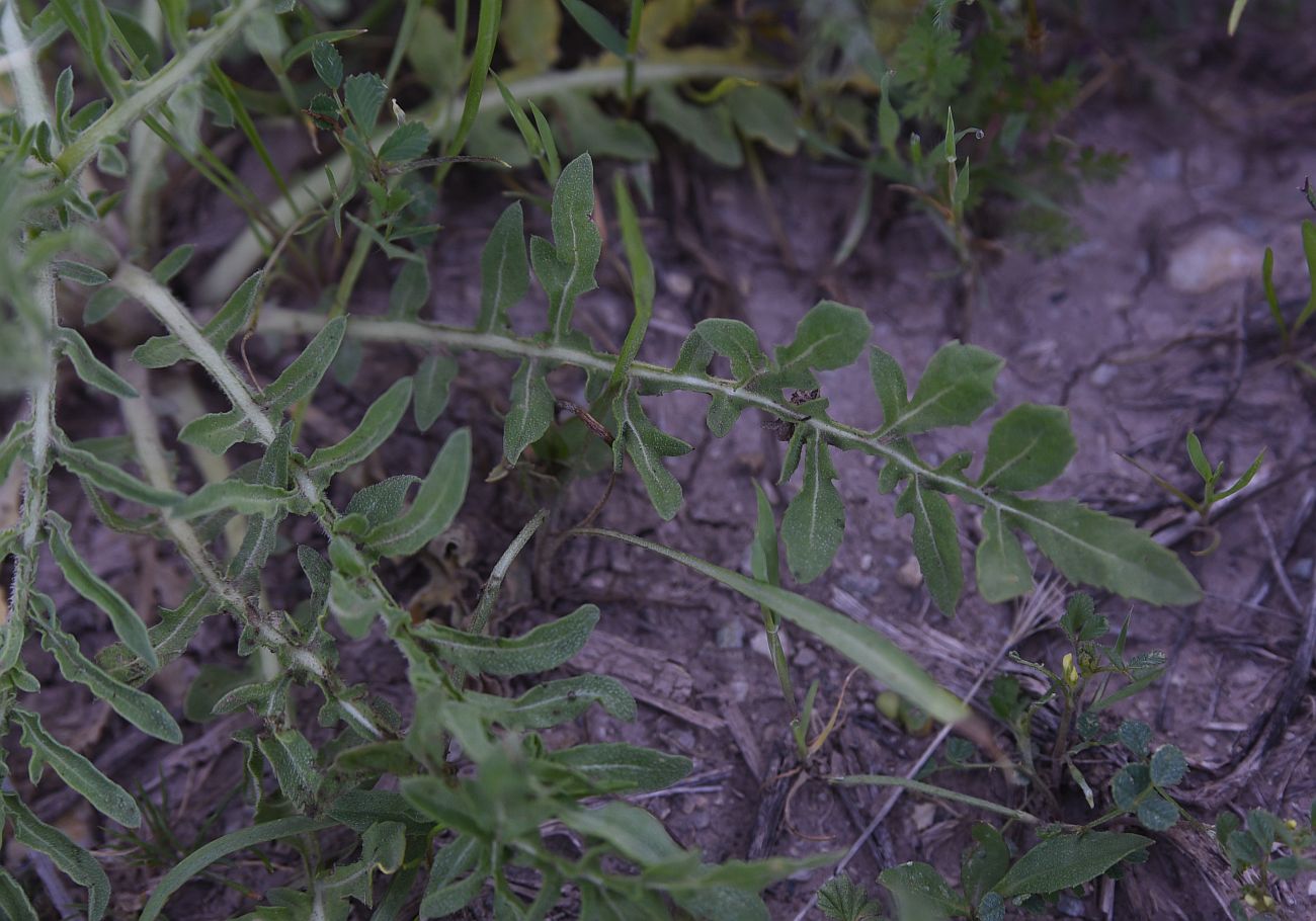 Image of genus Centaurea specimen.