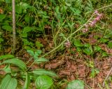 Epipactis atrorubens