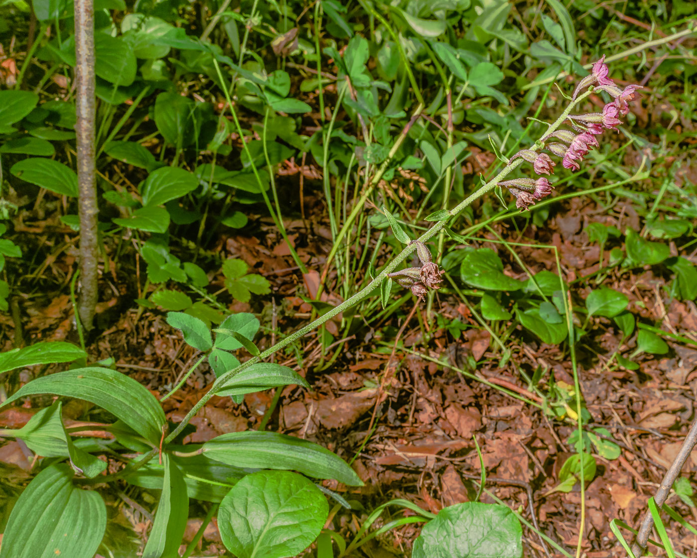 Image of Epipactis atrorubens specimen.