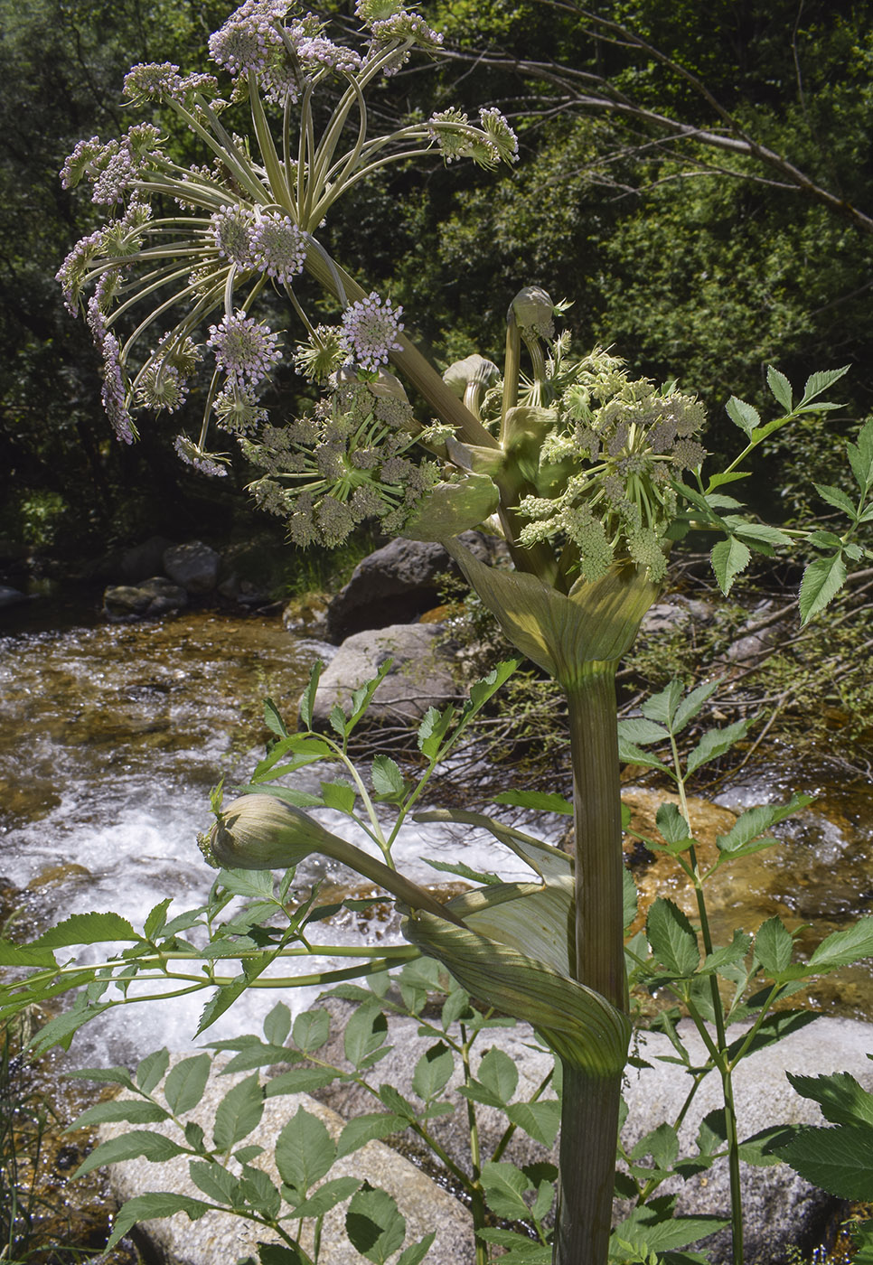 Изображение особи Angelica sylvestris.