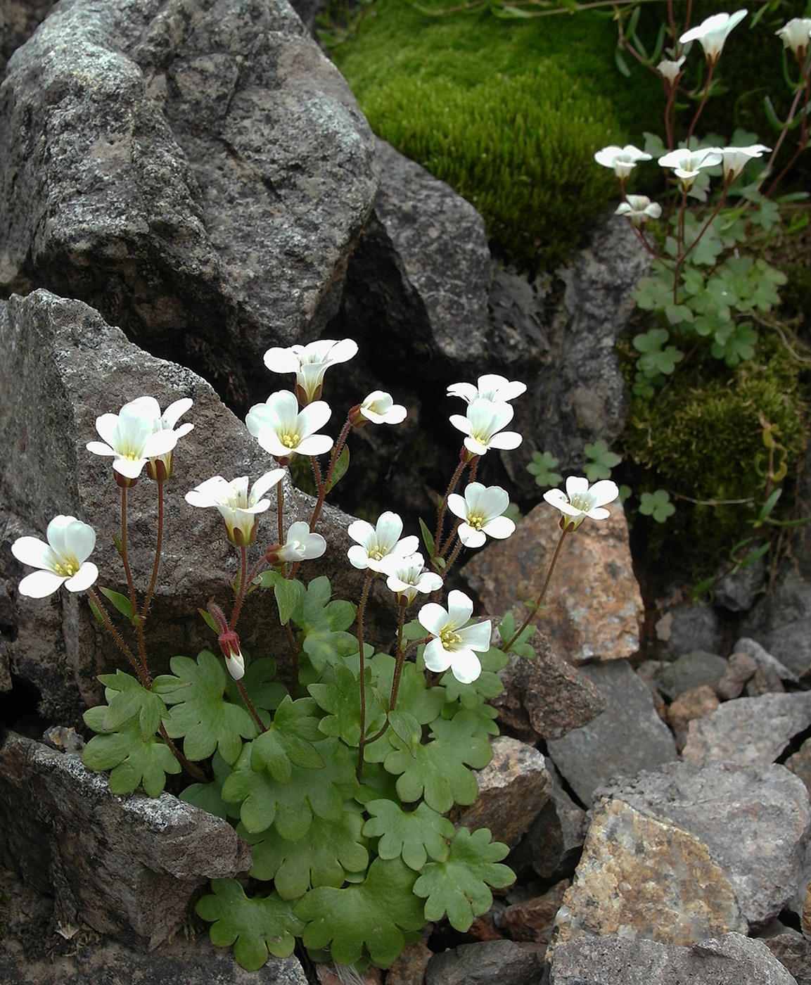 Image of Saxifraga sibirica specimen.