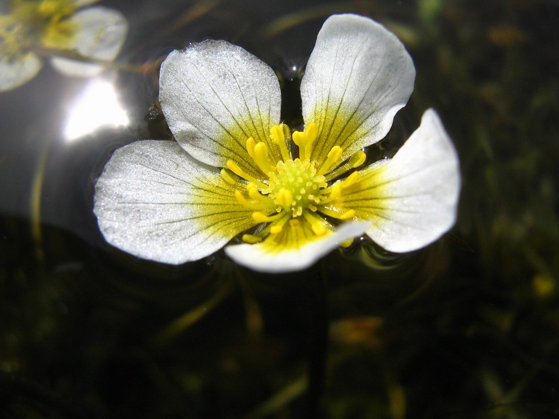 Изображение особи Ranunculus circinatus.