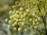 Heracleum sibiricum