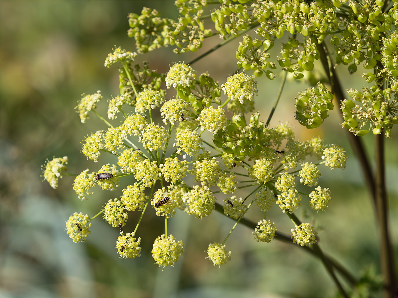 Изображение особи Heracleum sibiricum.