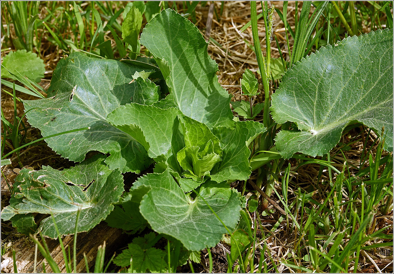 Image of Eryngium planum specimen.