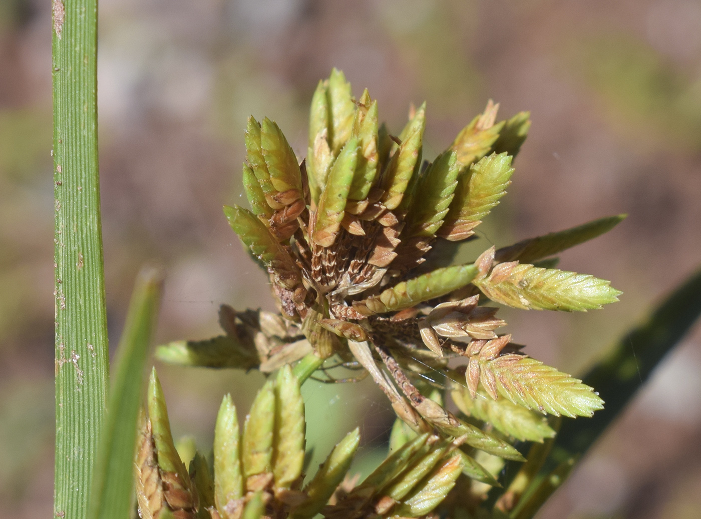 Изображение особи Cyperus eragrostis.