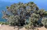 Juniperus phoenicea. Взрослое растение. Португалия, округ Лиссабон, мыс Рока, вершина обрывистого склона. 05.08.2025.