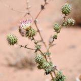 Image of taxon representative. Author is Владимир Панкратов