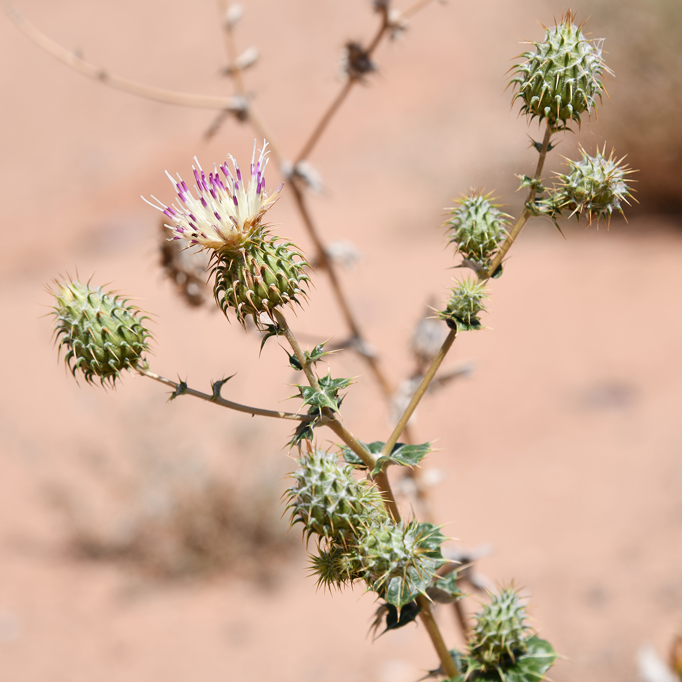 Image of Cousinia affinis specimen.
