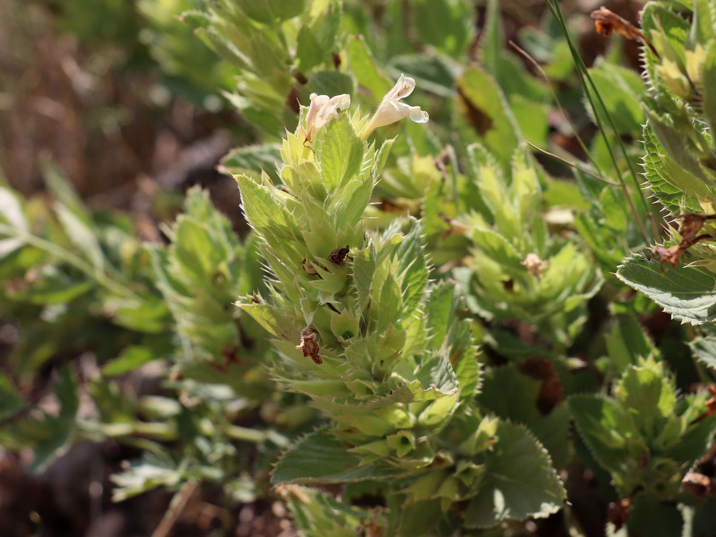 Image of Dracocephalum spinulosum specimen.