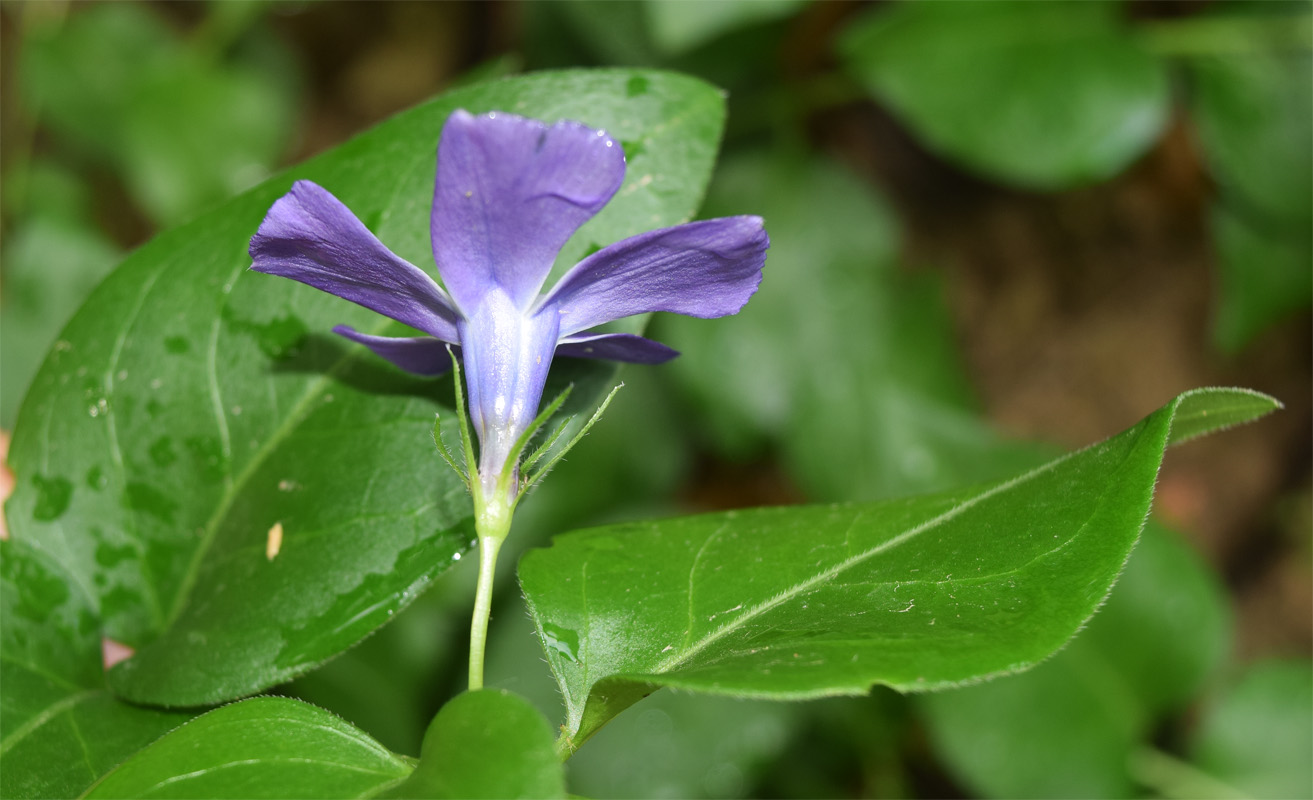 Изображение особи Vinca major.