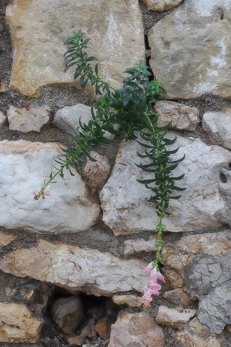 Изображение особи Antirrhinum majus.