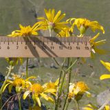 Dolichorrhiza renifolia