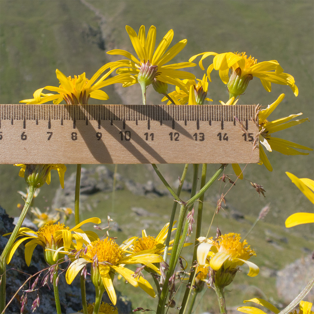 Изображение особи Dolichorrhiza renifolia.