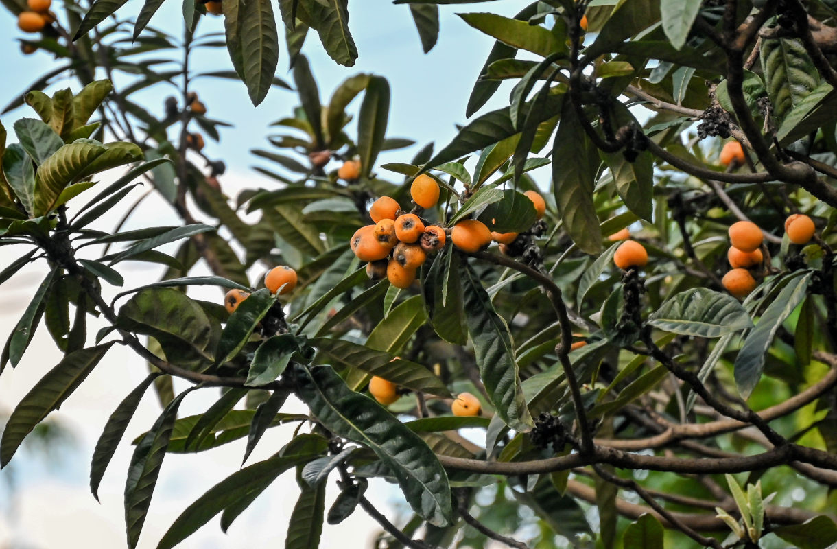 Изображение особи Eriobotrya japonica.