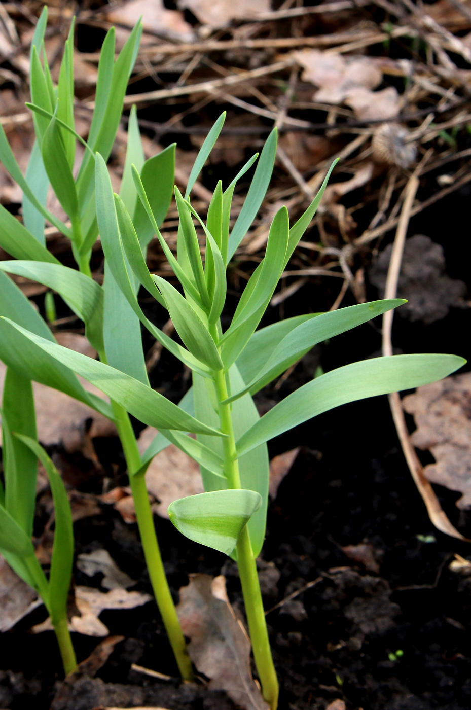 Image of Fritillaria persica specimen.