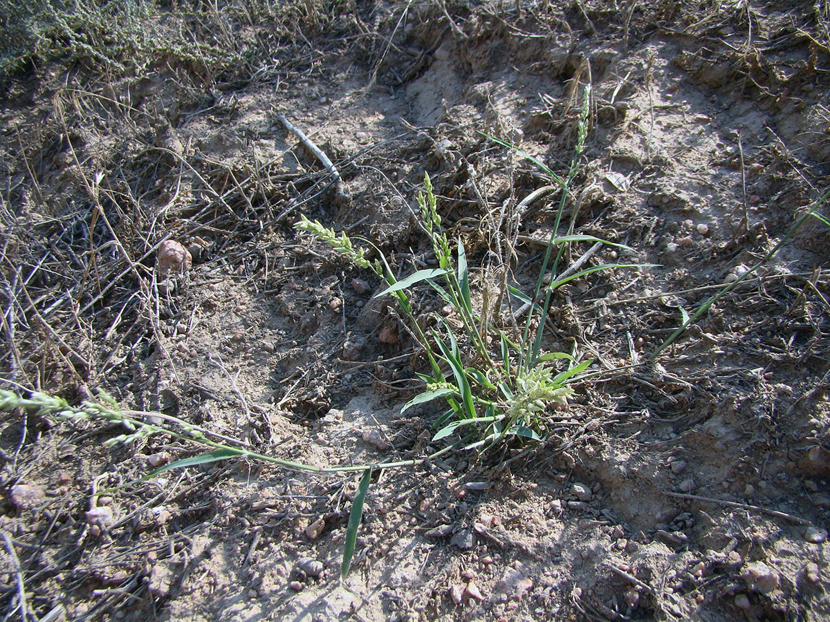 Image of Eragrostis cilianensis specimen.