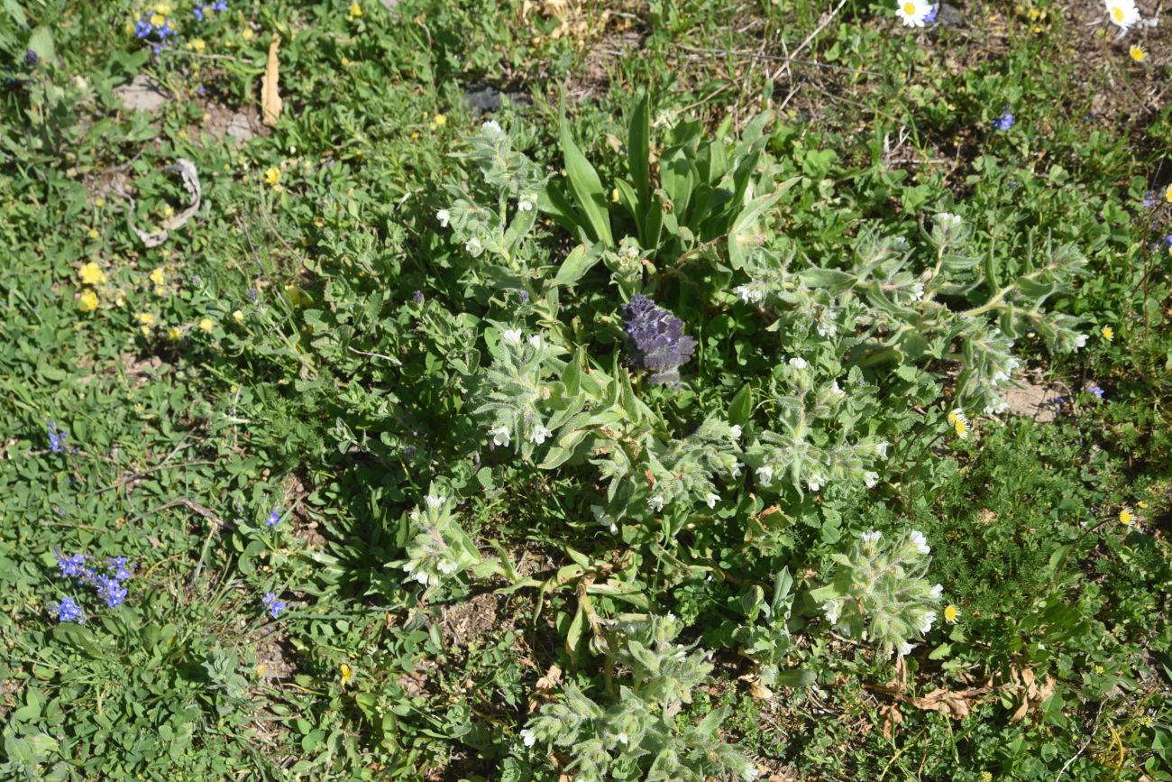 Image of genus Nonea specimen.