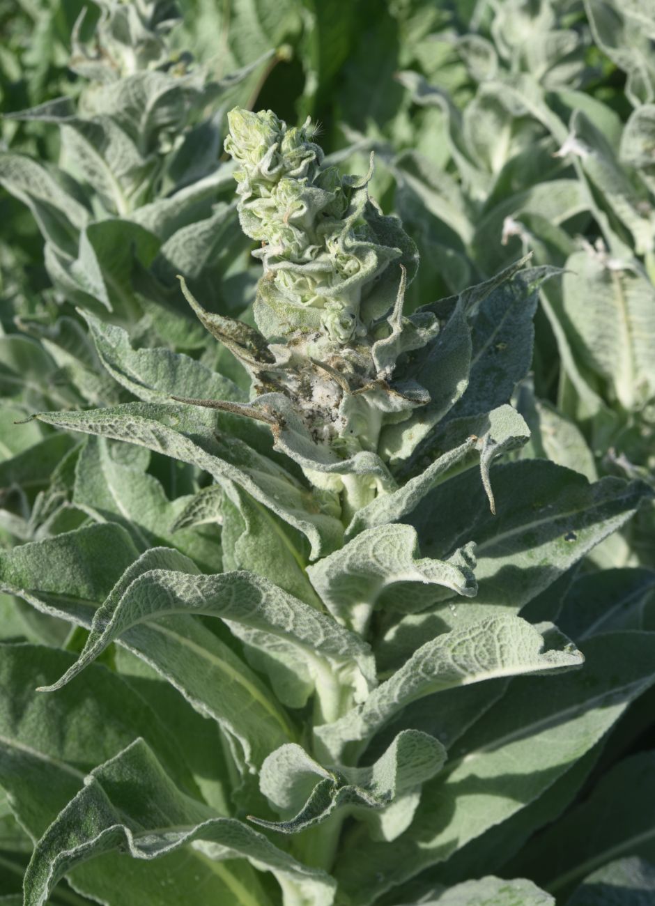 Image of genus Verbascum specimen.