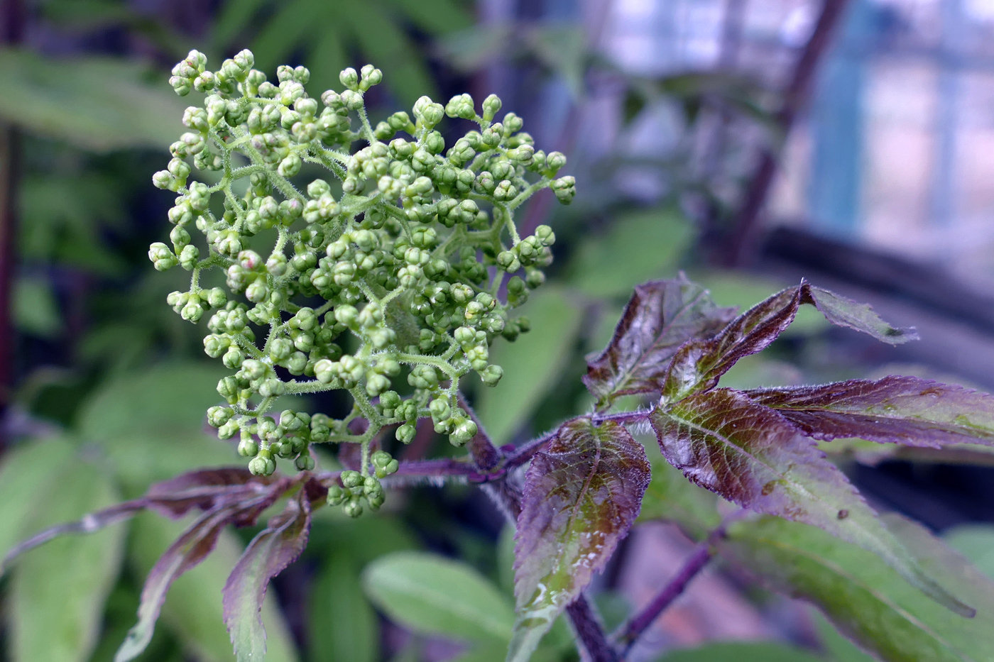 Image of Sambucus sibirica specimen.