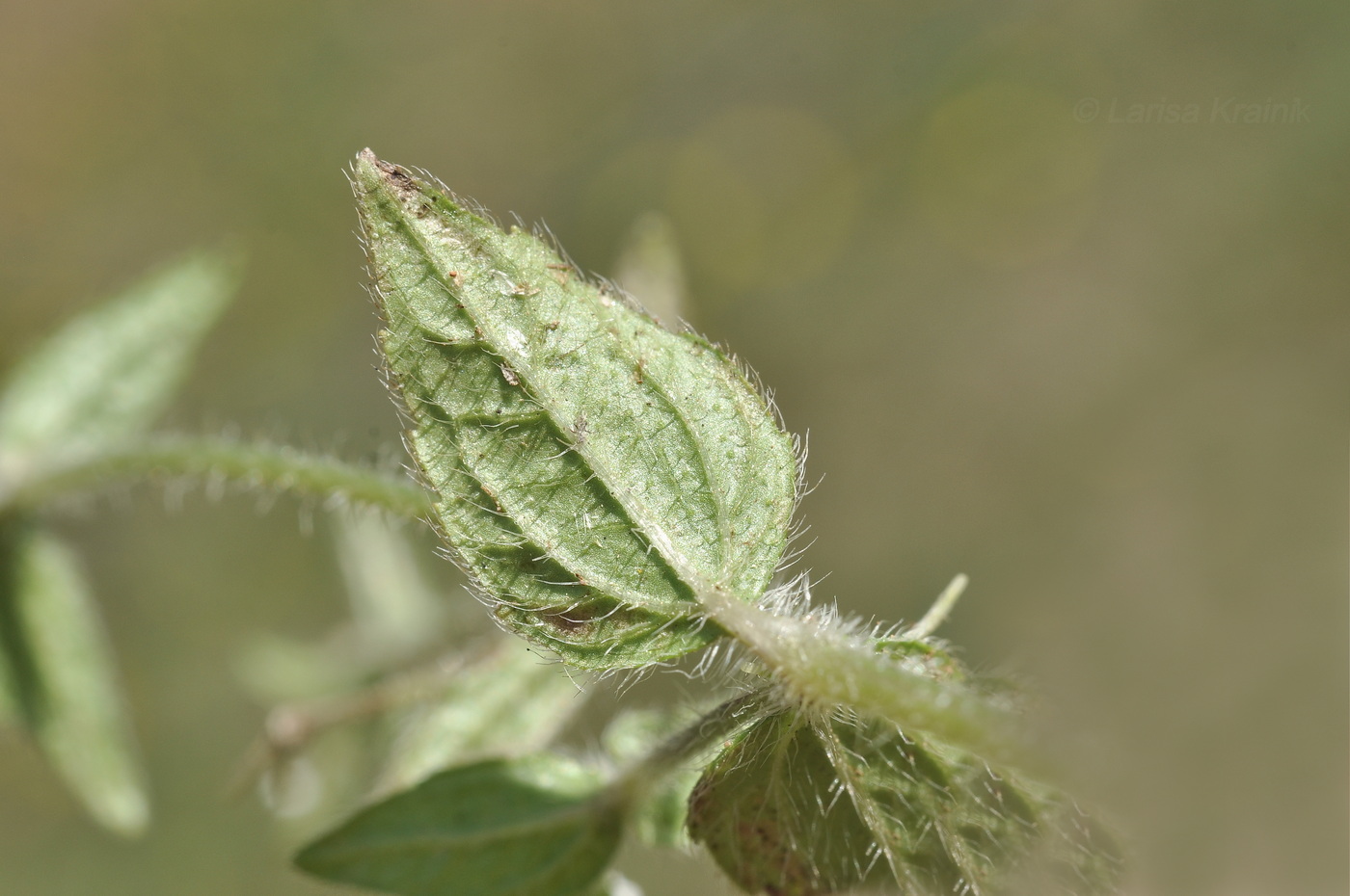 Изображение особи Galinsoga quadriradiata.