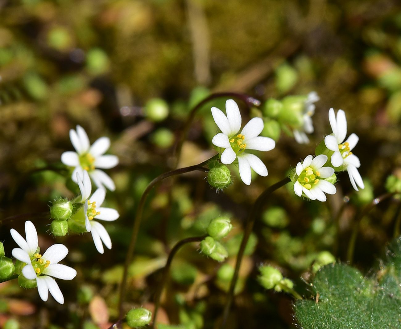 Изображение особи род Erophila.