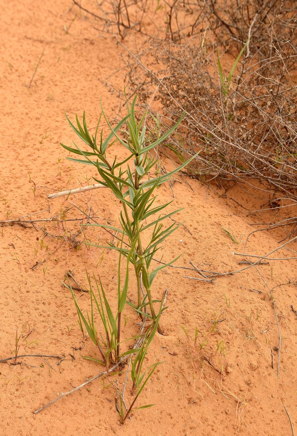 Изображение особи Gypsophila paniculata.