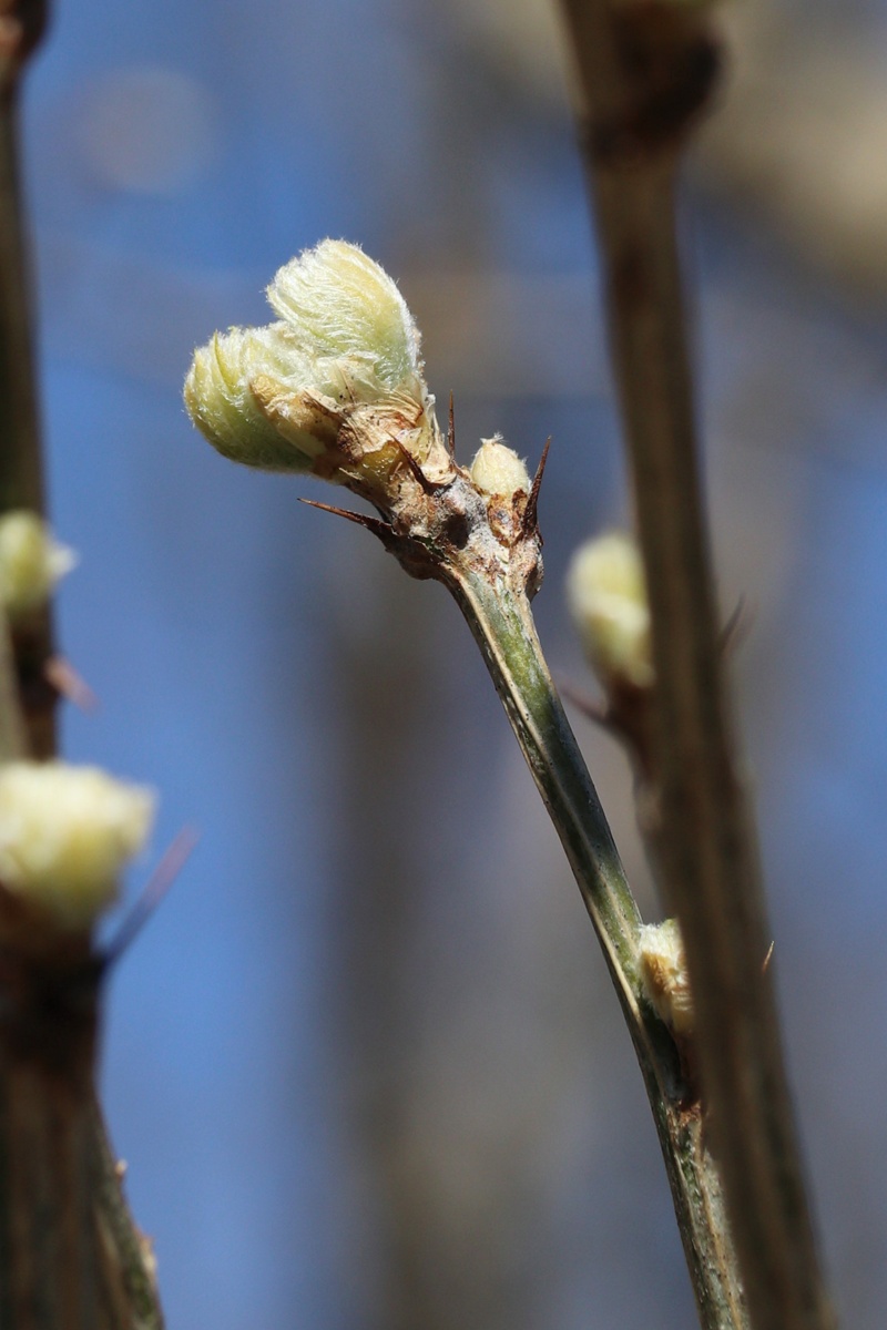Image of Caragana arborescens specimen.