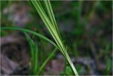 Carex acuta. Часть побега с креплением листьев. Московская обл., Раменский р-н, окр. дер. Хрипань, садовый участок. 17.05.2026.