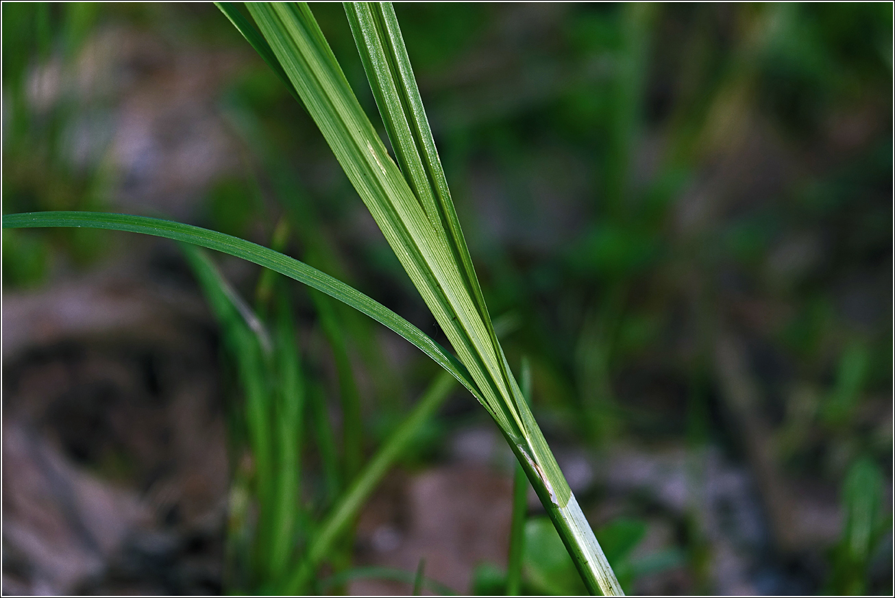 Изображение особи Carex acuta.
