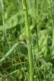 unknown species. Часть генеративного побега. Республика Адыгея, окр. пос. Каменномостский, окр. ур. Бокши, лев. берег р. Белая в 2 км ниже устья руч. Холодный, пойменный луг. 9 мая 2025 г.