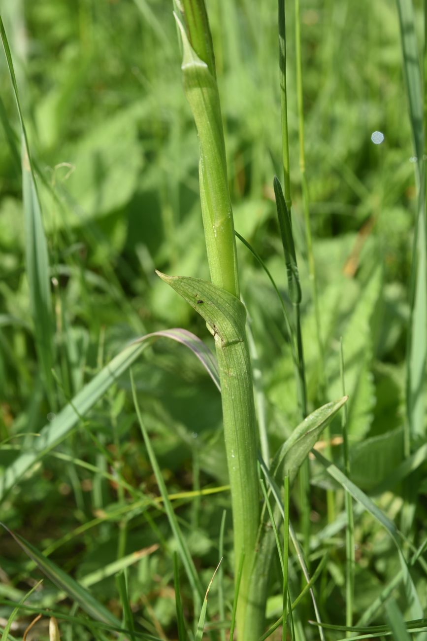Image of Unknown species specimen.