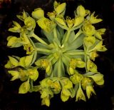 род Euphorbia. Соцветие с муравьями. Санкт-Петербург, парк Ботанического сада БИН РАН, в культуре. 16.05.2026.