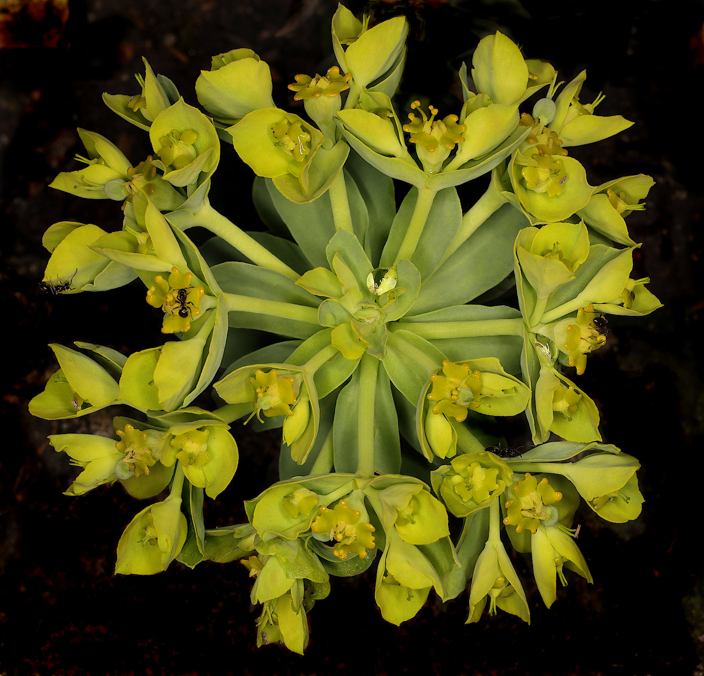 Изображение особи род Euphorbia.