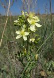 Hypericum elegans. Верхушка побега с цветками нетипично светлой окраски. ЛНР, г. Луганск, балка Калмыцкий яр, склон юго-вост. эксп., петрофитная степь. 20.06.2026.