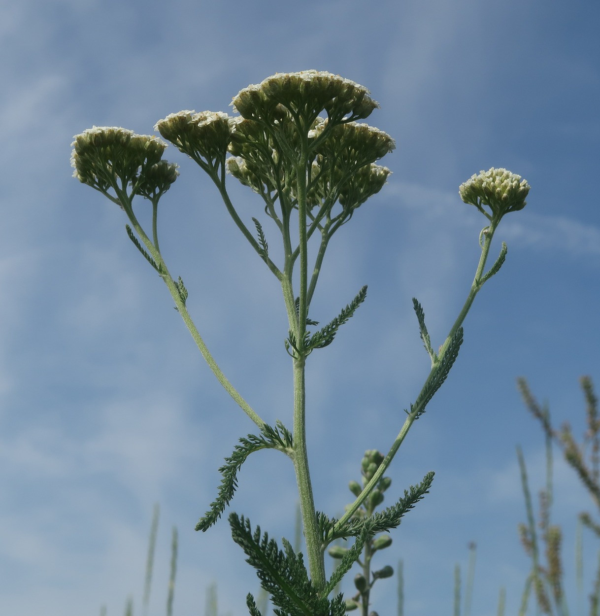 Image of Achillea setacea specimen.